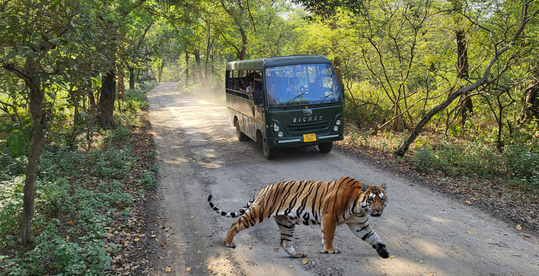 Jim Corbett Bijrani Zone 