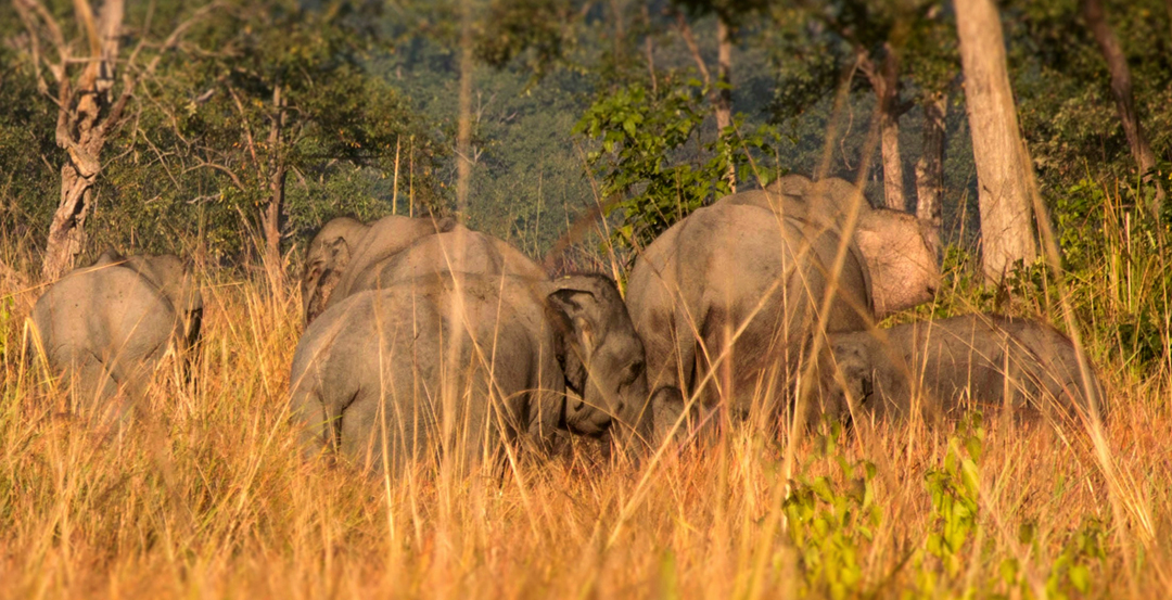 Jim Corbett Jhirna Zone